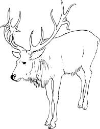 Vector illustration of deer stag