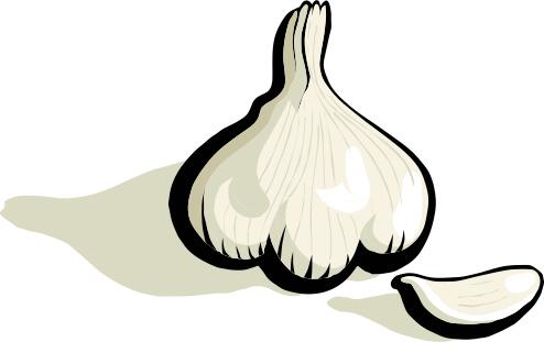 Garlic vector clip art