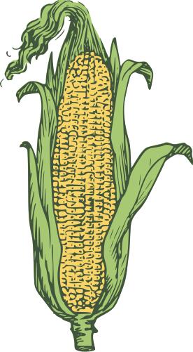 Ear of corn vector image in color