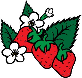 Vector image of freshly picked strawberries