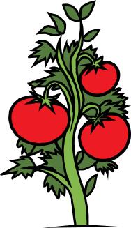 Tomato plant vector clip art