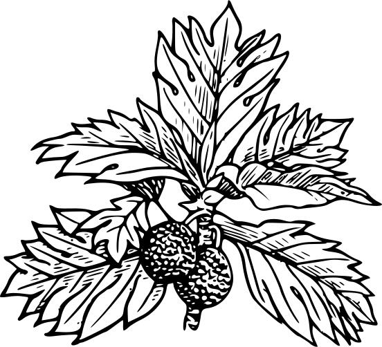 Breadfruit with its leaves vector clip art