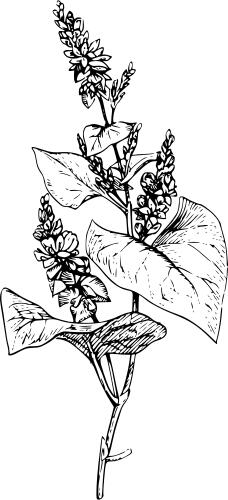 Buckwheat with its leaves vector clip art