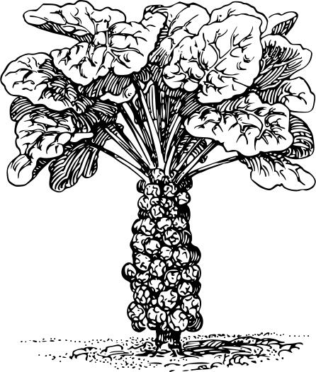 Brussel sprouts with its leaves vector clip art