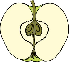 Vector image of apple cut in half