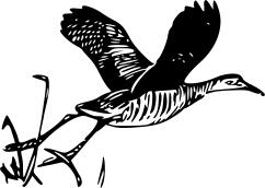 King rail bird taking off vector image