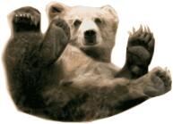 Grizzly bear vector painting