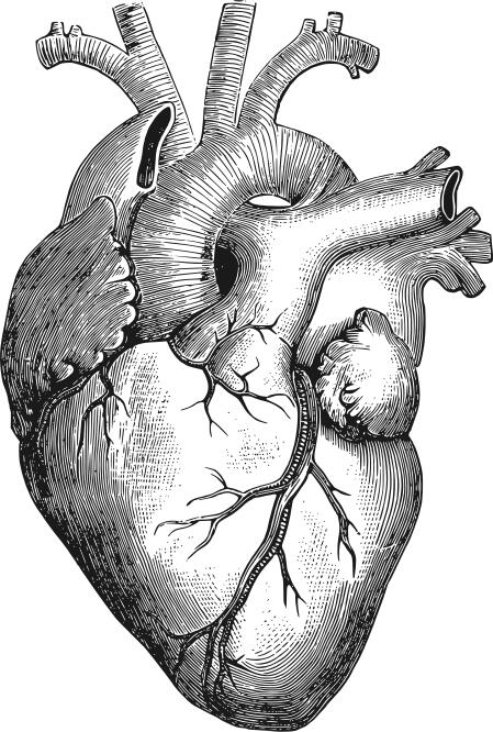 Anatomical heart vector illustration