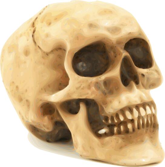 Photorealistic human skull vector illustration