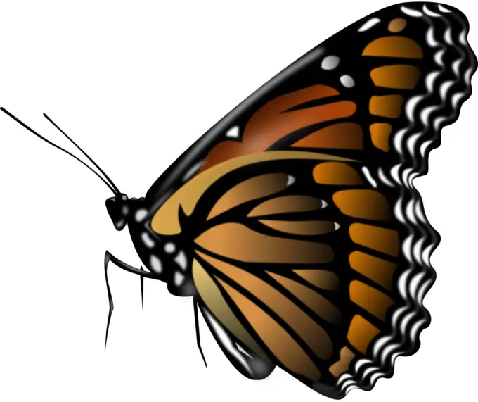 Monarch butterfly vector clip art