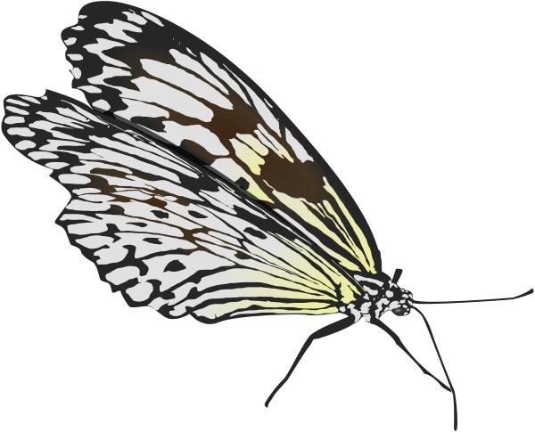 Walking butterfly vector drawing