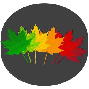 Vector drawing maple leaves on gray background