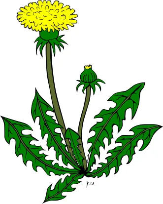 Dandelion flower vector drawing