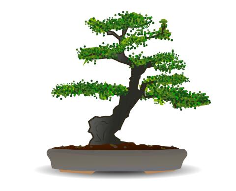 Bonsai tree vector drawing
