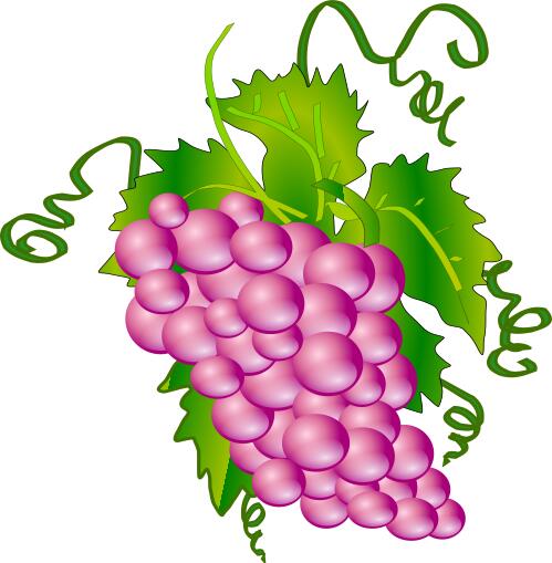 Vector image of bunch of grapes