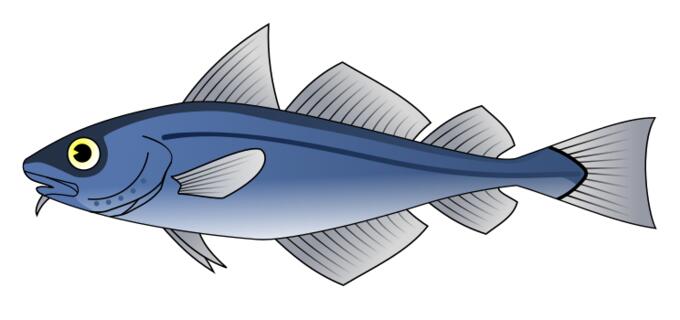 Codfish vector illustration