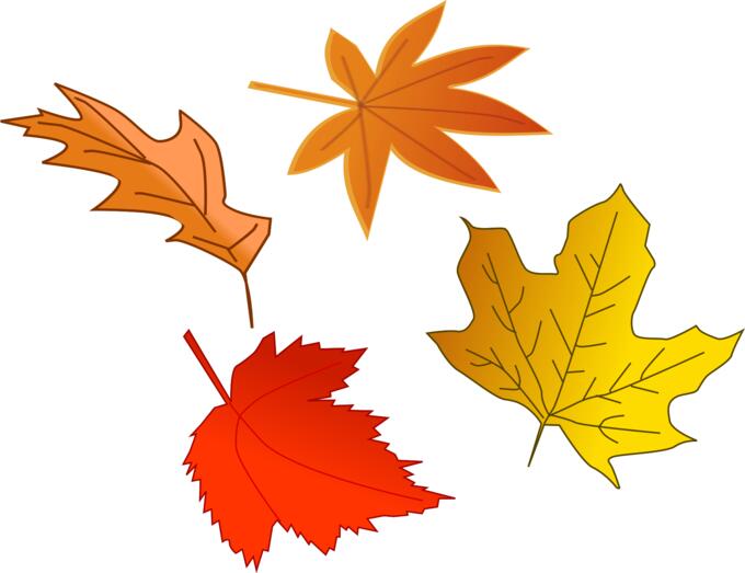 Autumn leaves selection vector image