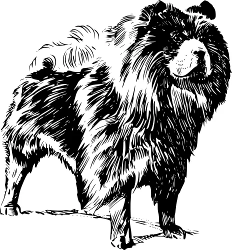 Chow Chow dog vector image