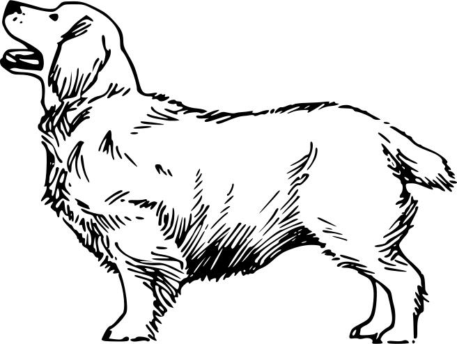 Clumber dog vector illustration