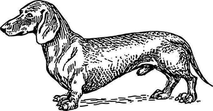 Vector drawing of dachshund
