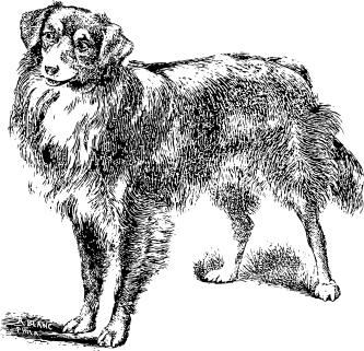 Scotch Collie vector clip art