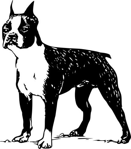 Boston terrier vector drawing