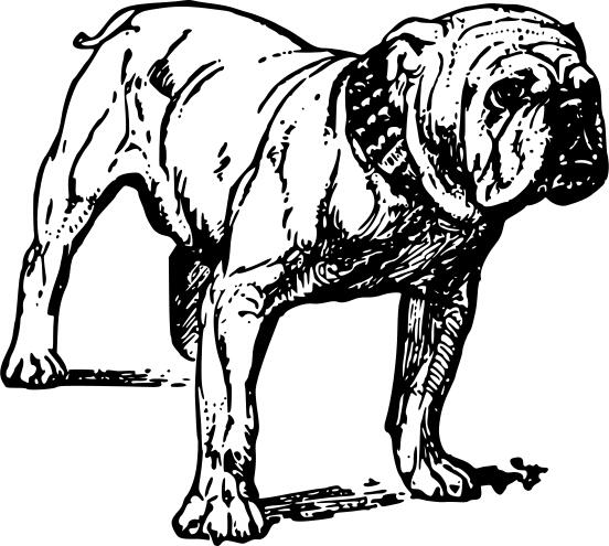 Bulldog vector drawing