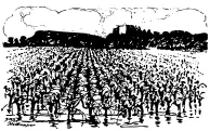 Provence vineyard vector drawing