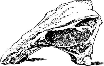Prime ribs of beef vector drawing