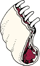 Vector clip art of pork loin