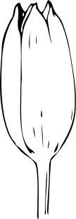 Tulip bud vector illustration