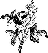 Rose vector image