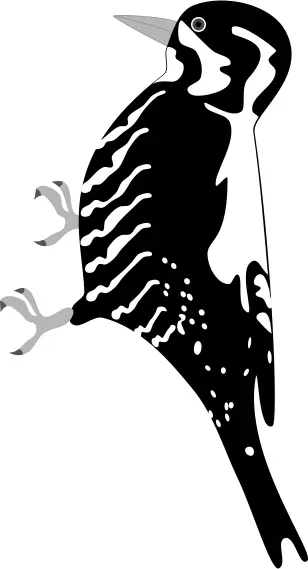 Vector image of a bird