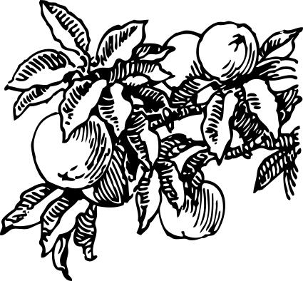 Vector image of peaches