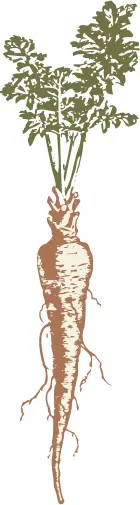 Vector image of a parsnip
