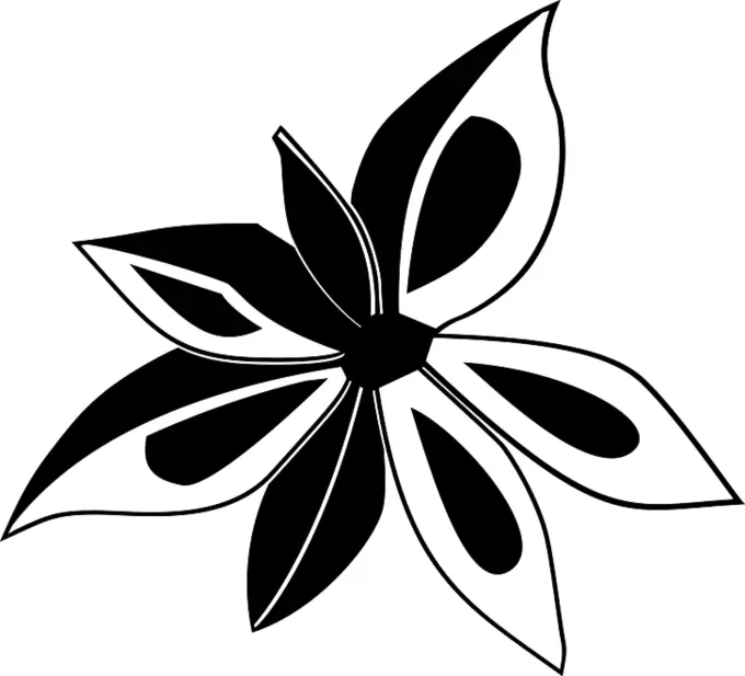 Star anise vector image