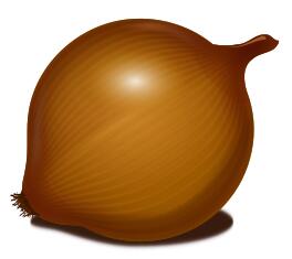 Onion vector image