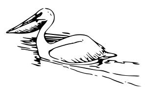 Pelican vector image