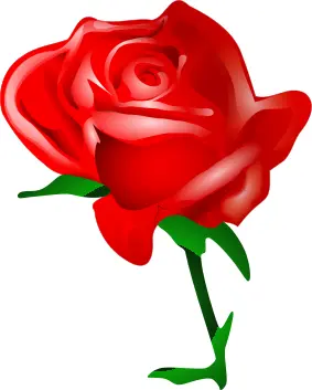 Red rose vector image