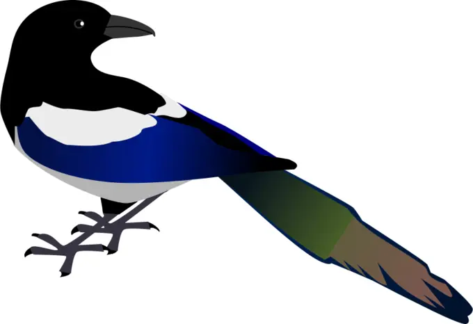 Magpie bird vector image