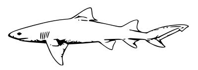Lemon shark vector outline