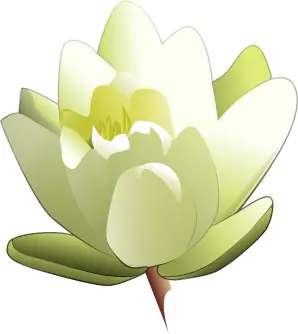 Water Lily Vector Image