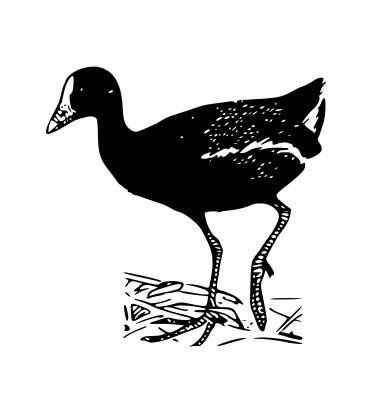 Gallinule bird vector