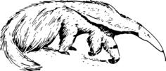 anteater