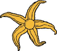 starfish