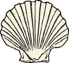 scallop shell
