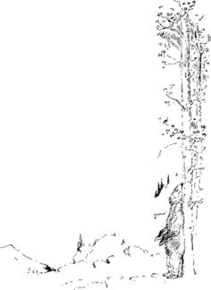 bear scratches back