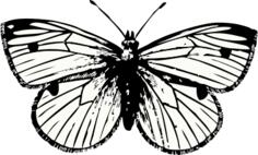 cabbage moth