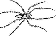 spider