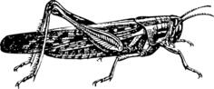 locust